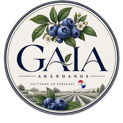 Gaia Arándanos, cultivado en Paraguay